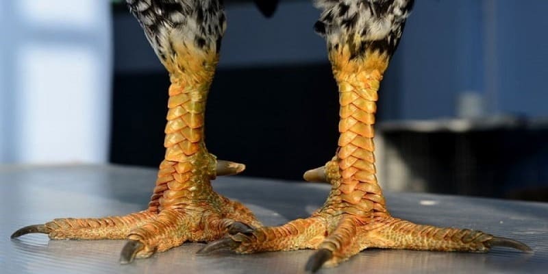 Hướng dẫn xem vảy gà chuẩn chỉnh như sư kê