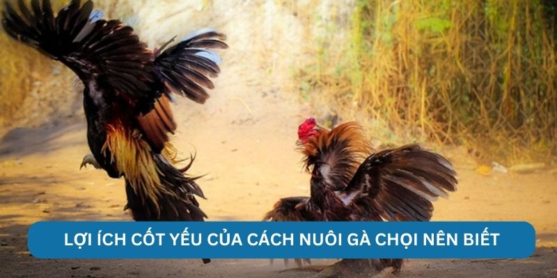 Lợi ích cốt yếu của cách nuôi gà chọi nên biết